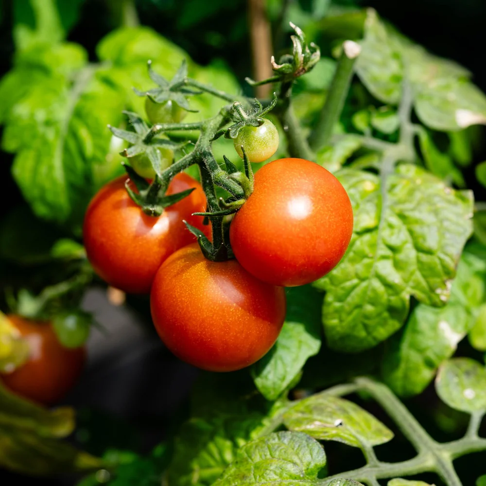 Ace 55 Bush Tomato Seeds - Image 4