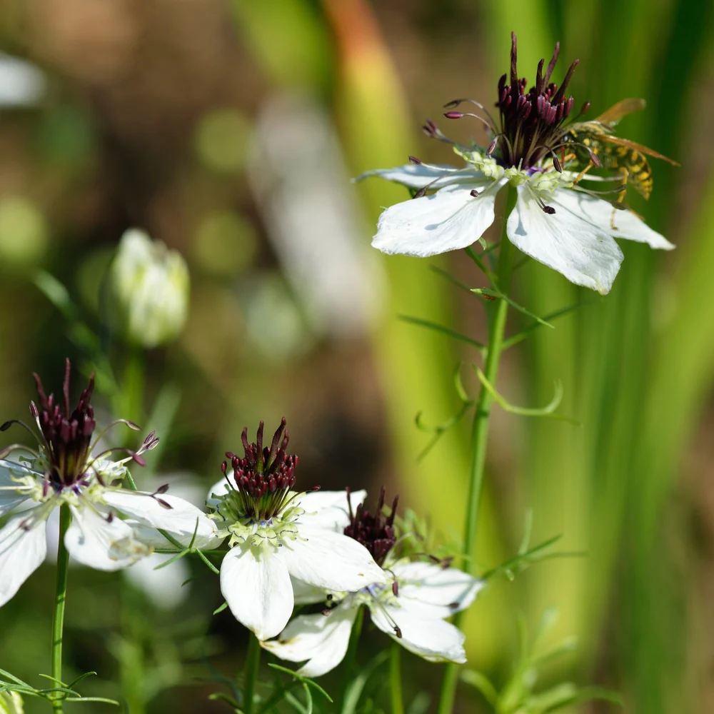 African Bride Love-In-A-Mist Seeds - Image 4