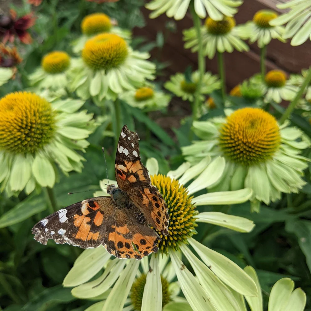 Alan's Pride Echinacea Seeds - Image 4
