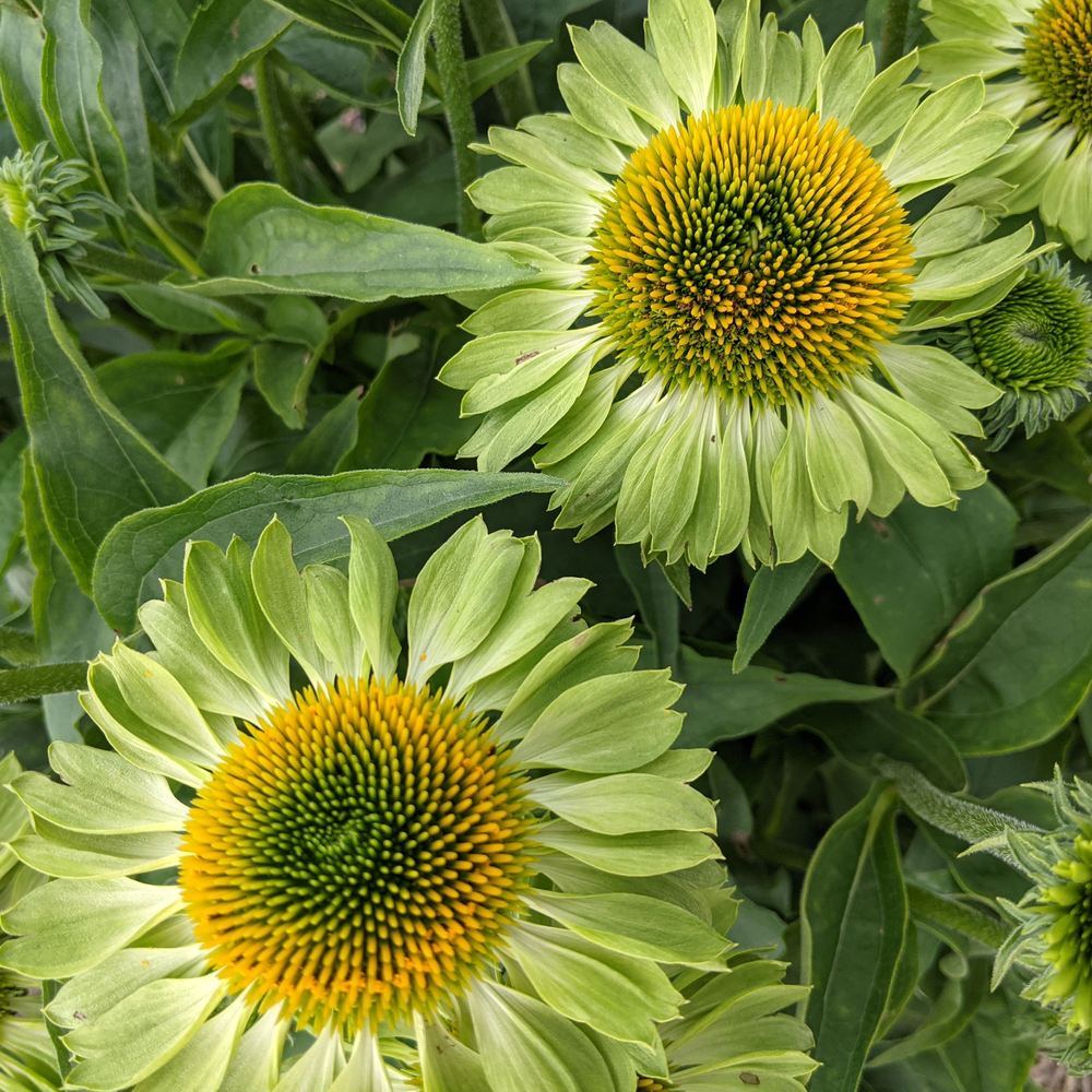 Alan's Pride Echinacea Seeds - Image 5