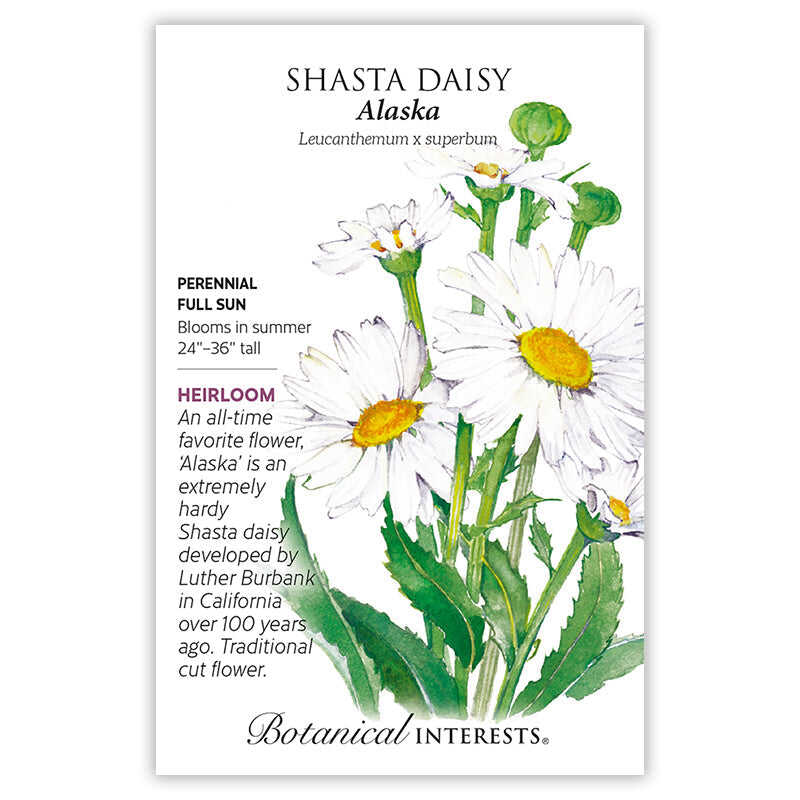 Alaska Shasta Daisy Seeds - Image 3