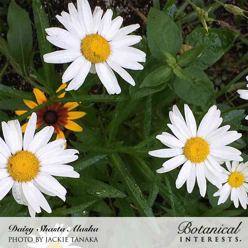 Alaska Shasta Daisy Seeds - Image 5