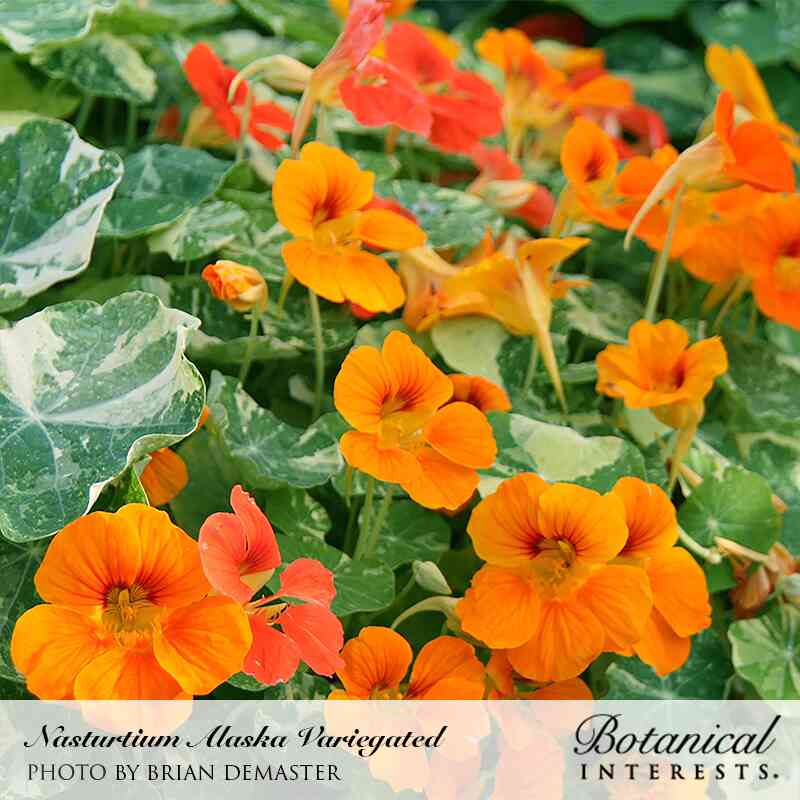 Alaska Variegated Nasturtium Seeds - Image 4