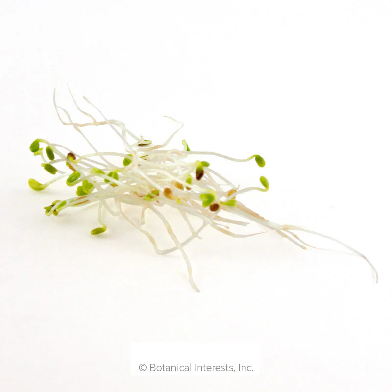Alfalfa Sprouts Seeds - Image 3