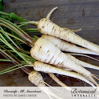 All American Parsnip Seeds - Image 4