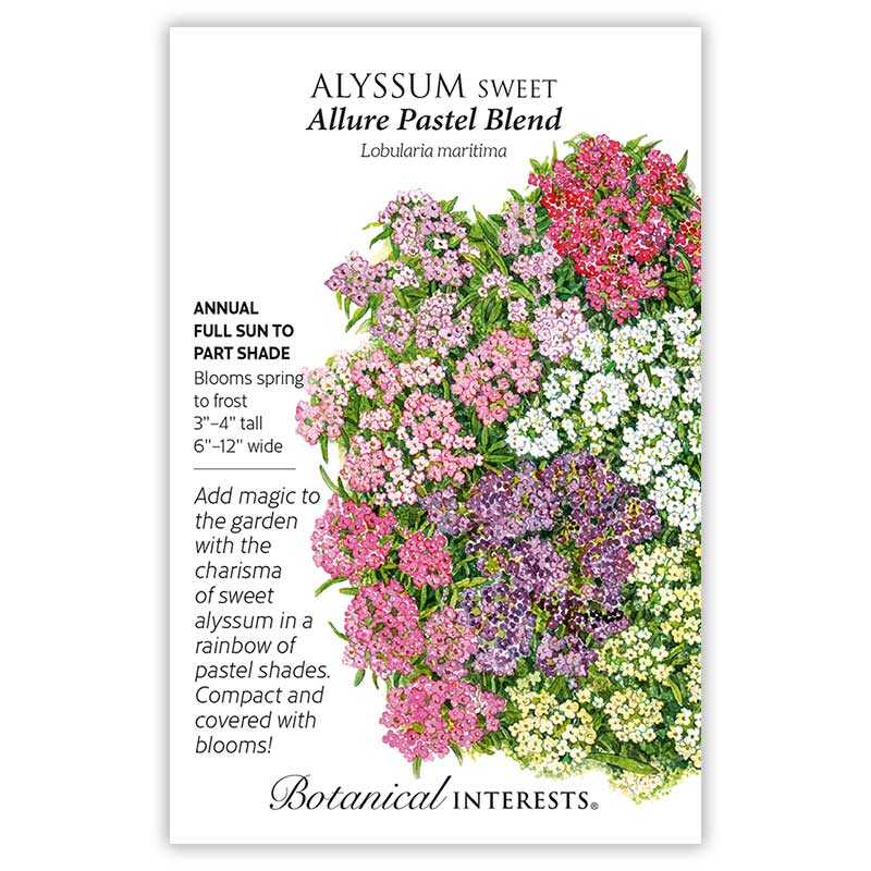 Allure Pastel Blend Sweet Alyssum Seeds - Image 3