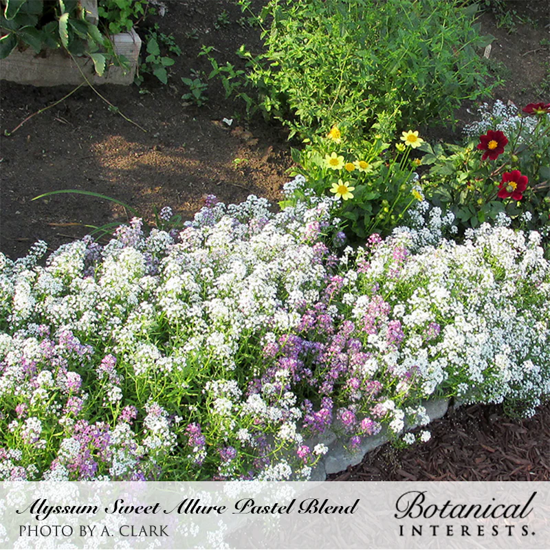 Allure Pastel Blend Sweet Alyssum Seeds - Image 4