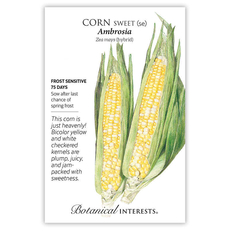 Ambrosia Sweet Corn Seeds - Image 3
