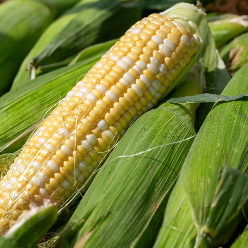 Ambrosia Sweet Corn Seeds - Image 4