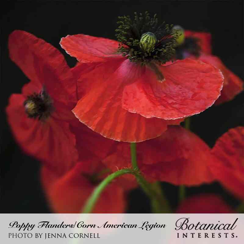 American Legion Corn Poppy Seeds - Image 4