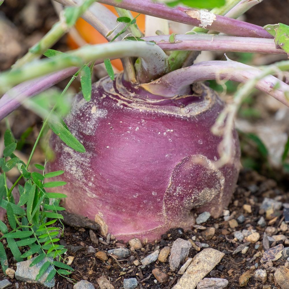 American Purple Top Rutabaga Seeds - Image 5