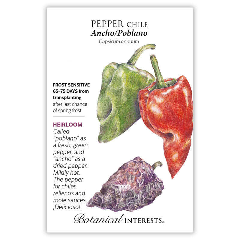 Ancho/Poblano Chile Pepper Seeds - Image 3