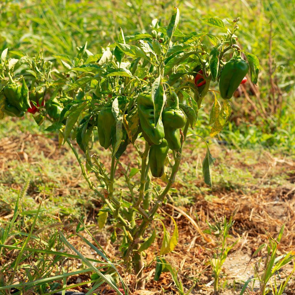 Ancho/Poblano Chile Pepper Seeds - Image 4