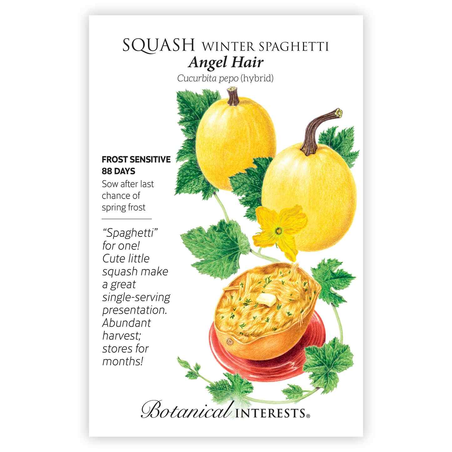 Angel Hair Winter Spaghetti Squash Seeds - Image 3