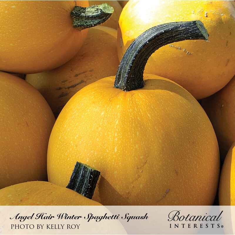 Angel Hair Winter Spaghetti Squash Seeds - Image 4