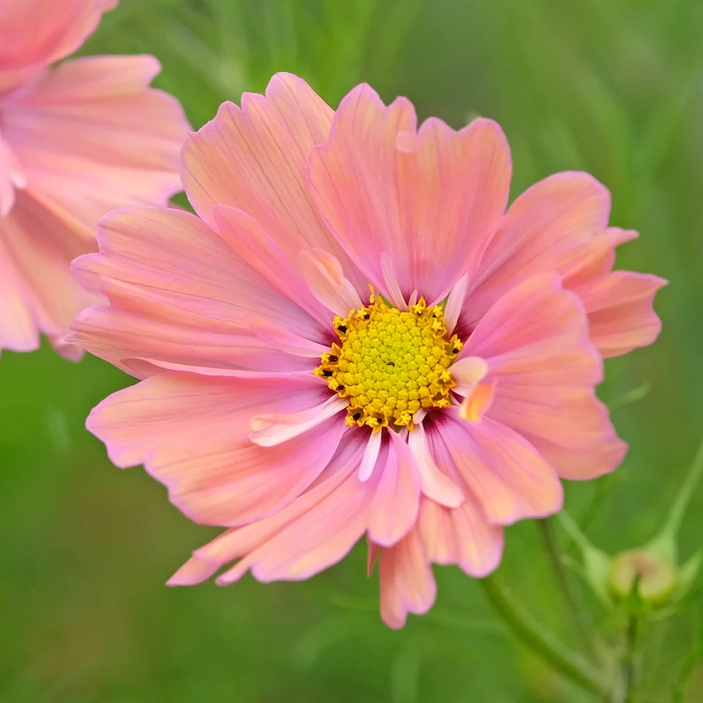 Apricotta Cosmos Seeds - Image 4