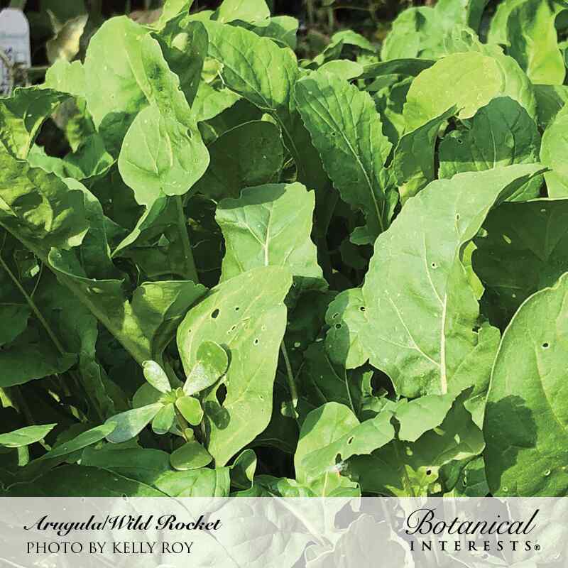 Arugula/Wild Rocket - Image 4