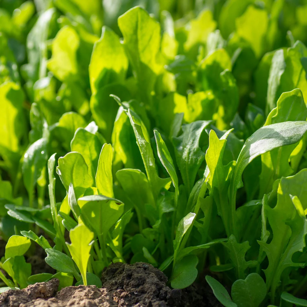 Astro Arugula/Rocket Seeds - Image 4