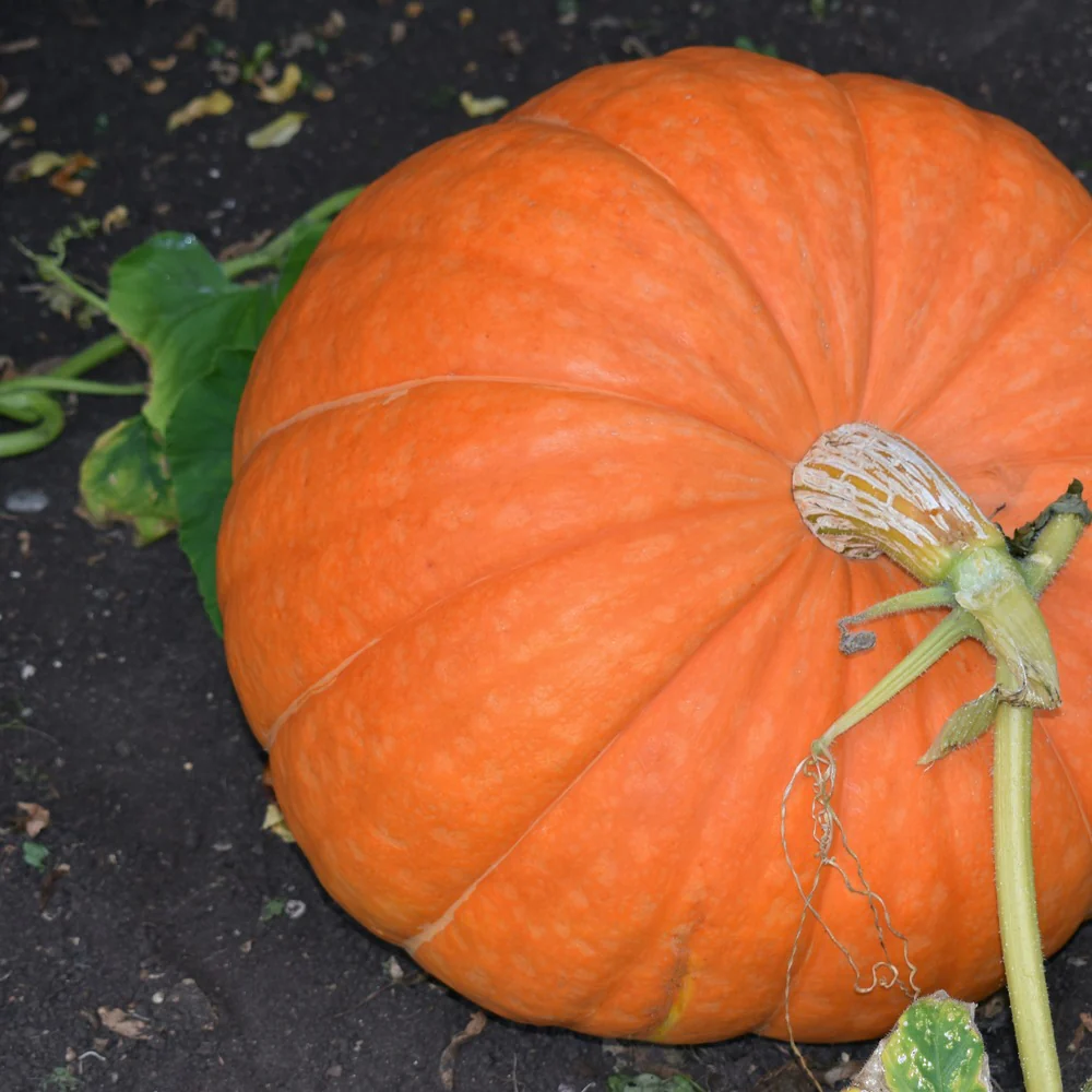 Atlantic Giant Pumpkin Seeds - Image 4
