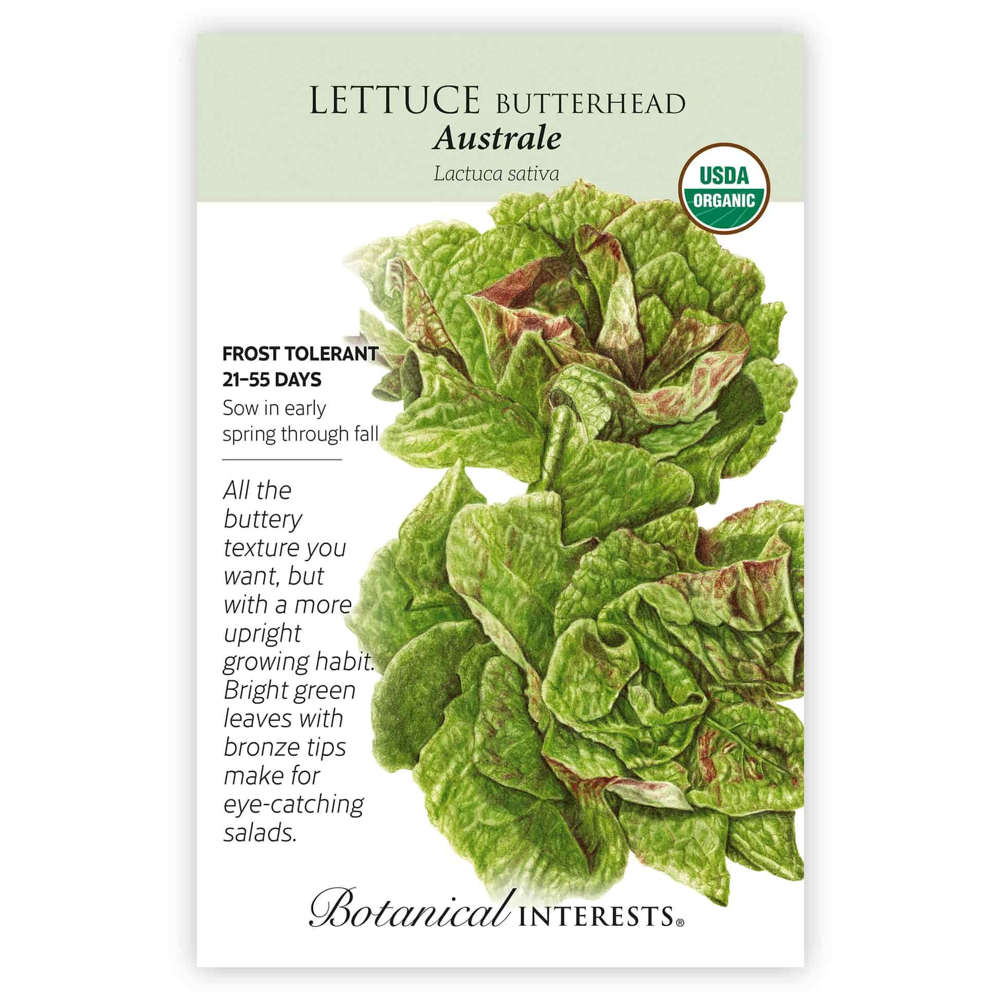 Australe Butterhead Lettuce Seeds - Image 3
