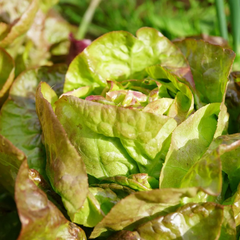 Australe Butterhead Lettuce Seeds - Image 4
