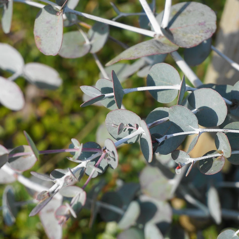 Baby Blue Eucalyptus Seeds - Image 4