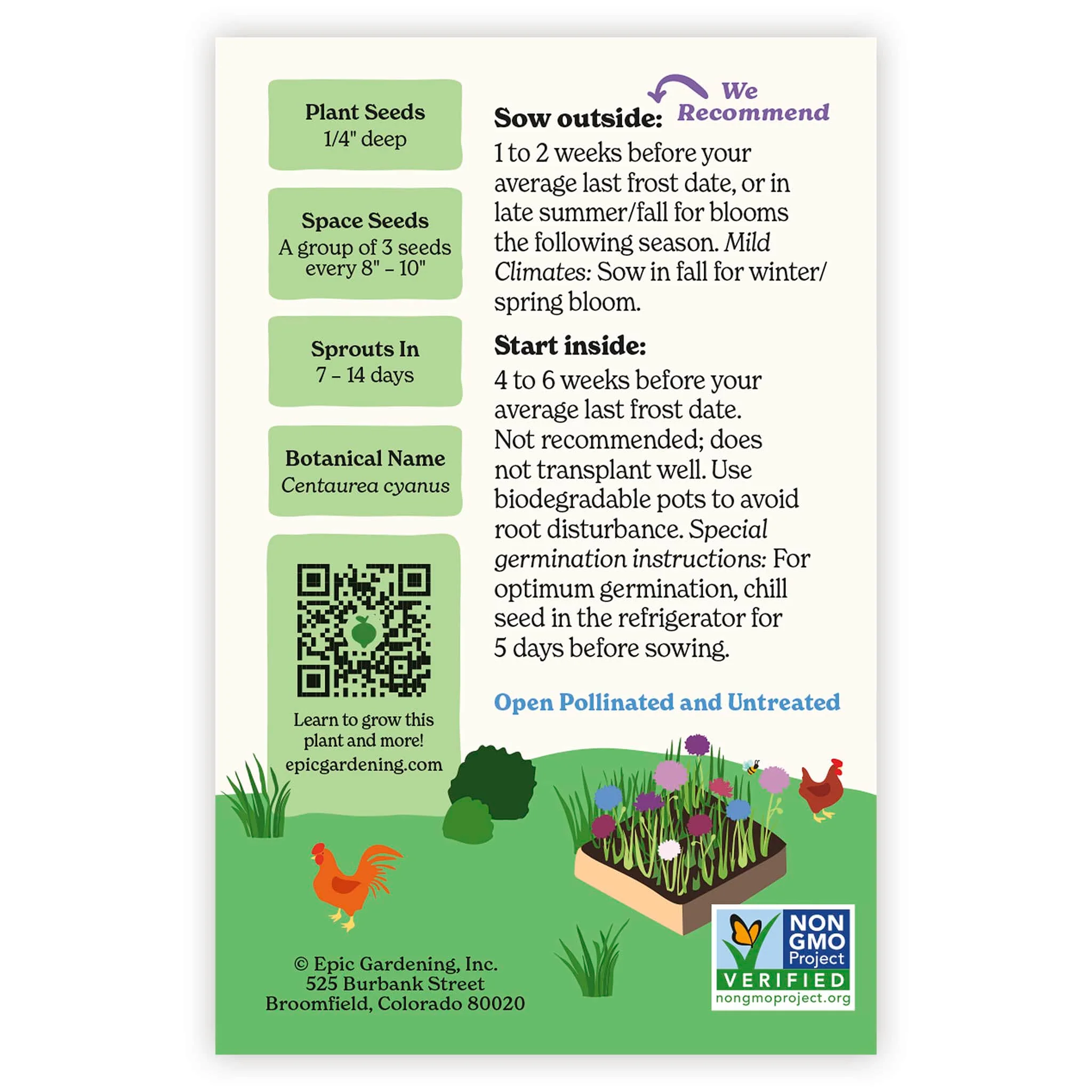 Polka Dot Mix Bachelor's Button - Image 3