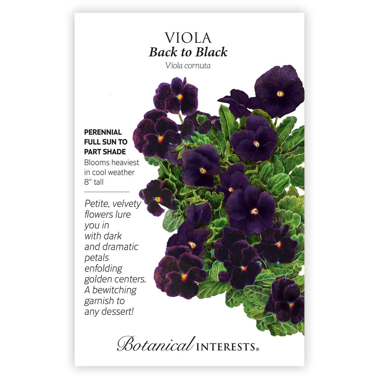 Back to Black Viola Seeds - Image 3