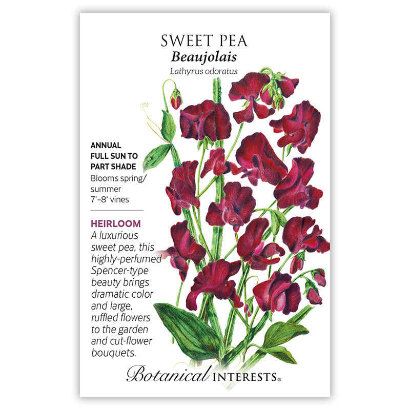 Beaujolais Sweet Pea Seeds - Image 3