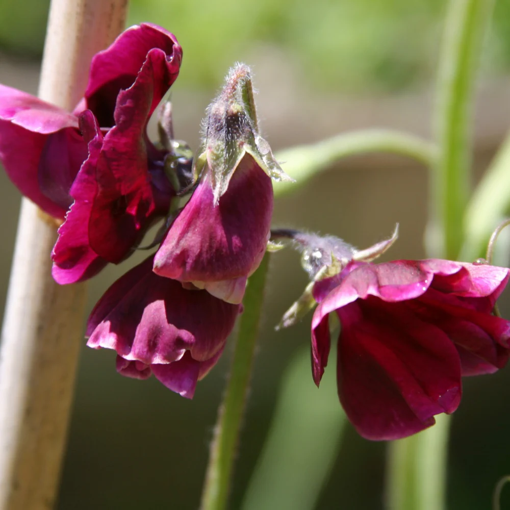 Beaujolais Sweet Pea Seeds - Image 4