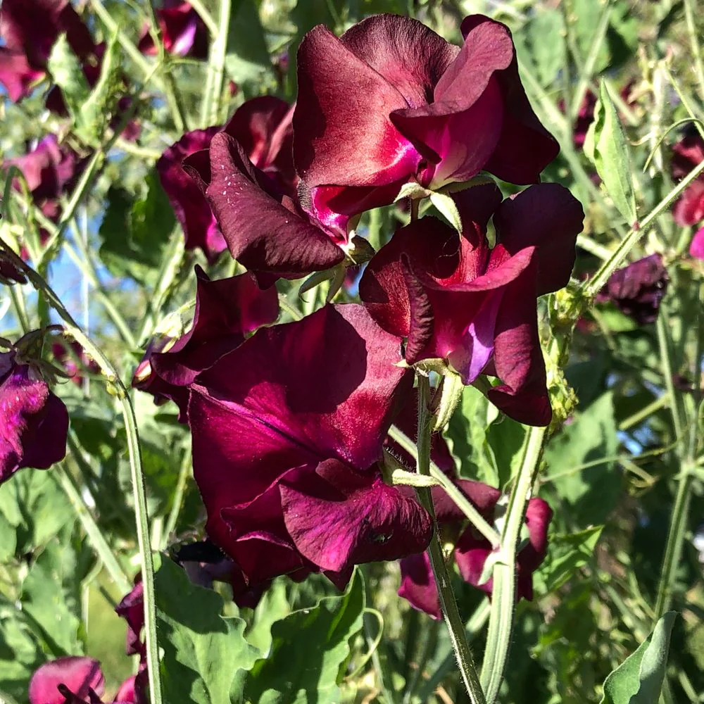 Beaujolais Sweet Pea Seeds - Image 5