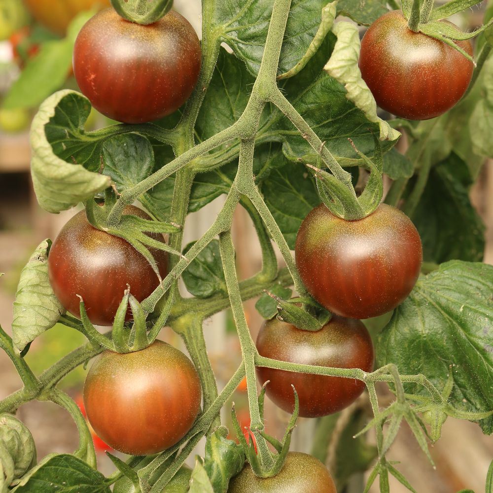 Beefy Purple Bush Tomato Seeds - Image 4