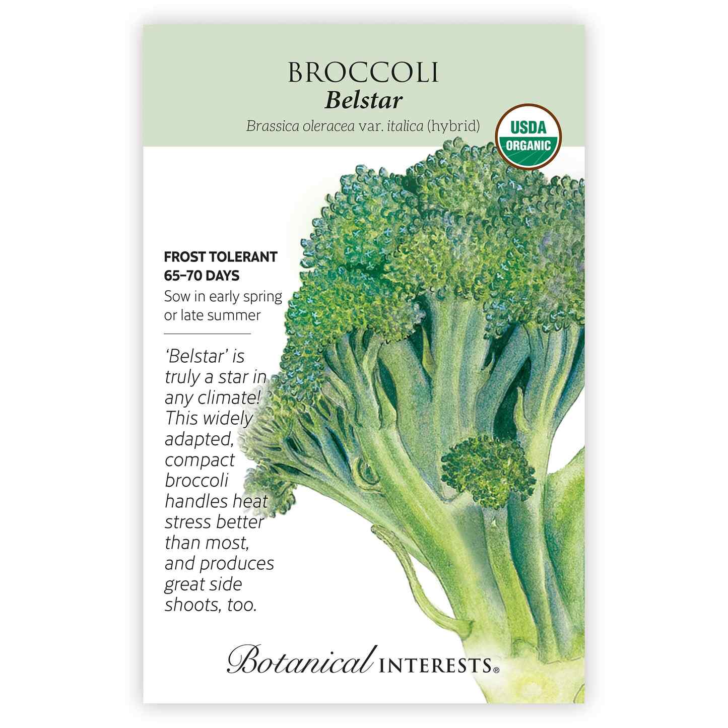 Belstar Broccoli Seeds - Image 3