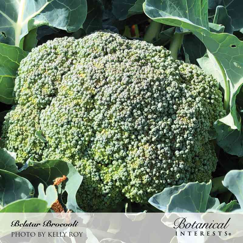 Belstar Broccoli Seeds - Image 4