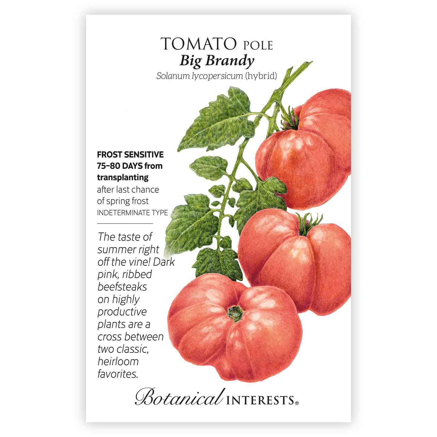 Big Brandy Pole Tomato Seeds - Image 3