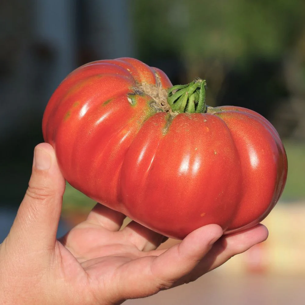 Big Brandy Pole Tomato Seeds - Image 4