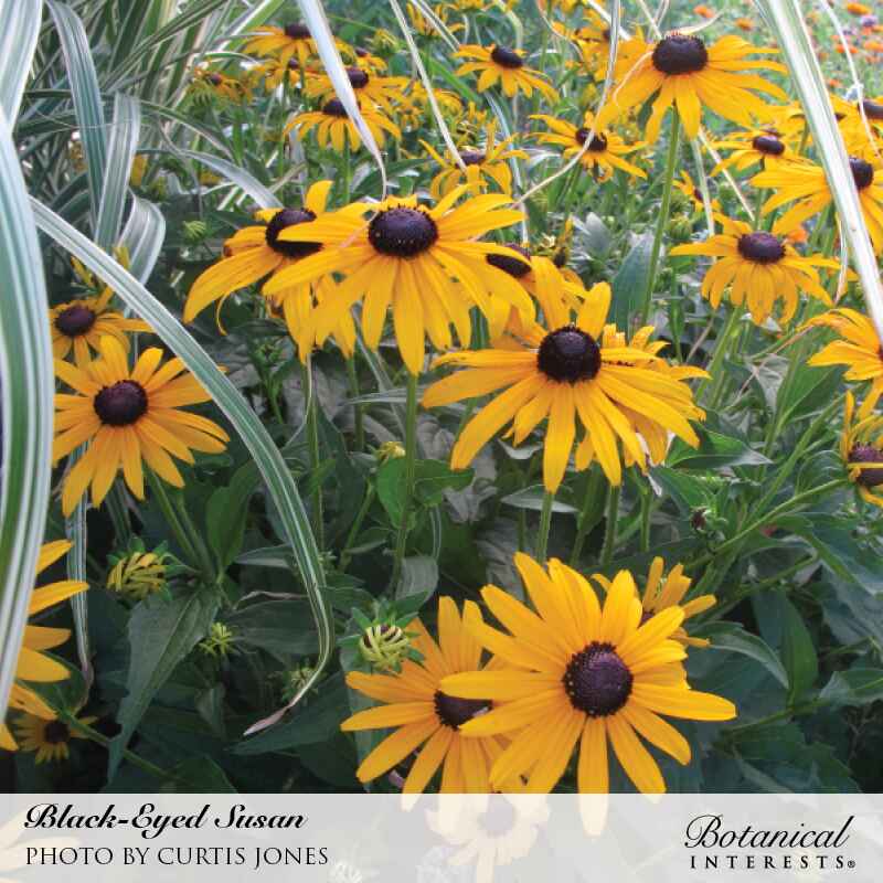 Black-Eyed Susan Seeds - Image 4