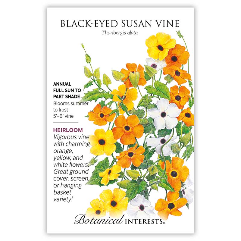 Black-Eyed Susan Vine Seeds - Image 3