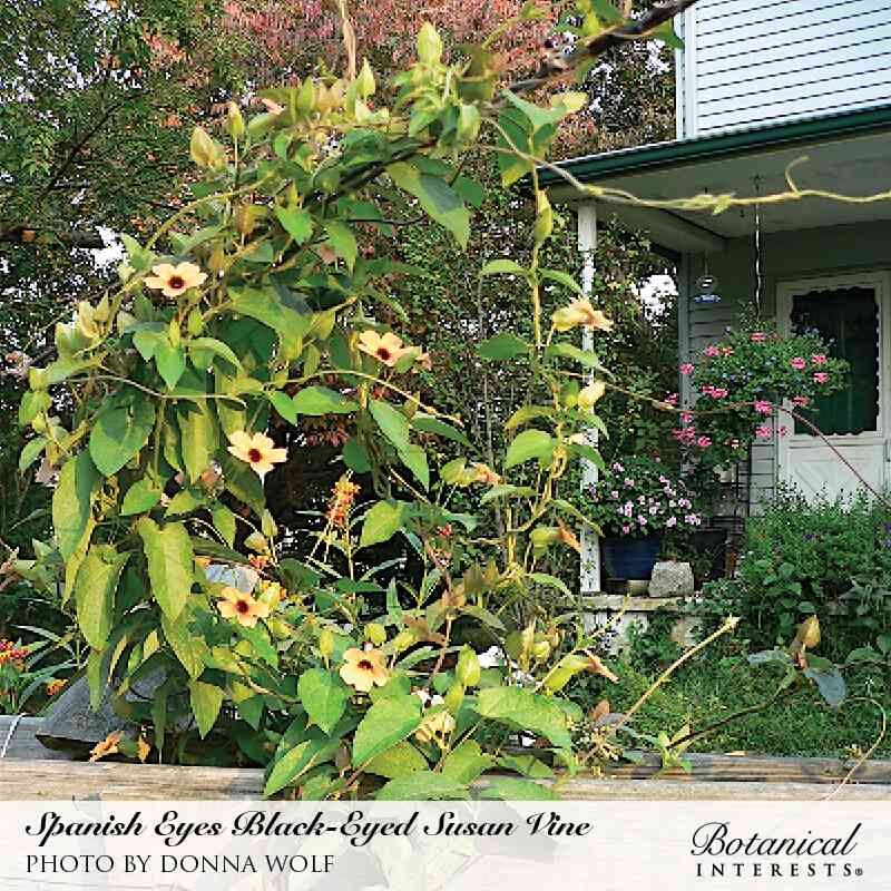 Black-Eyed Susan Vine Seeds - Image 5