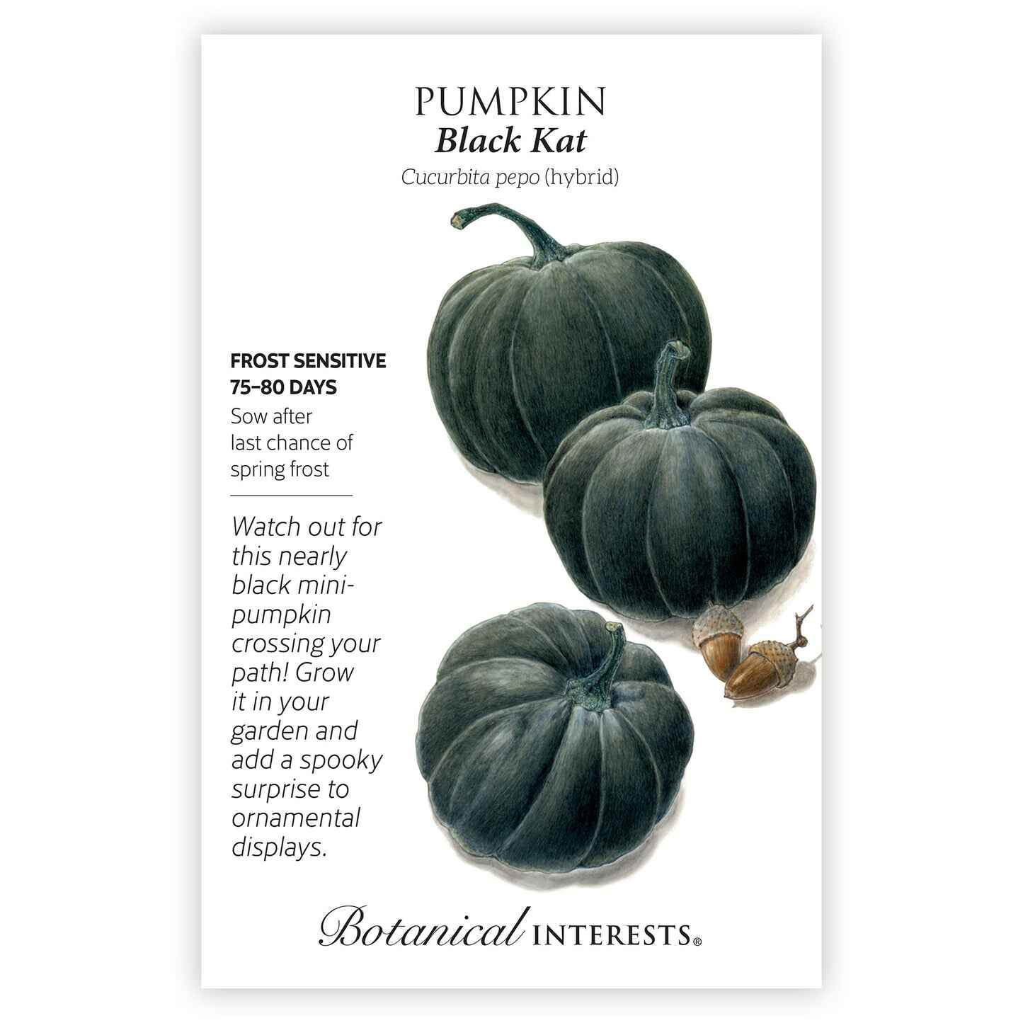 Black Kat Pumpkin Seeds - Image 3