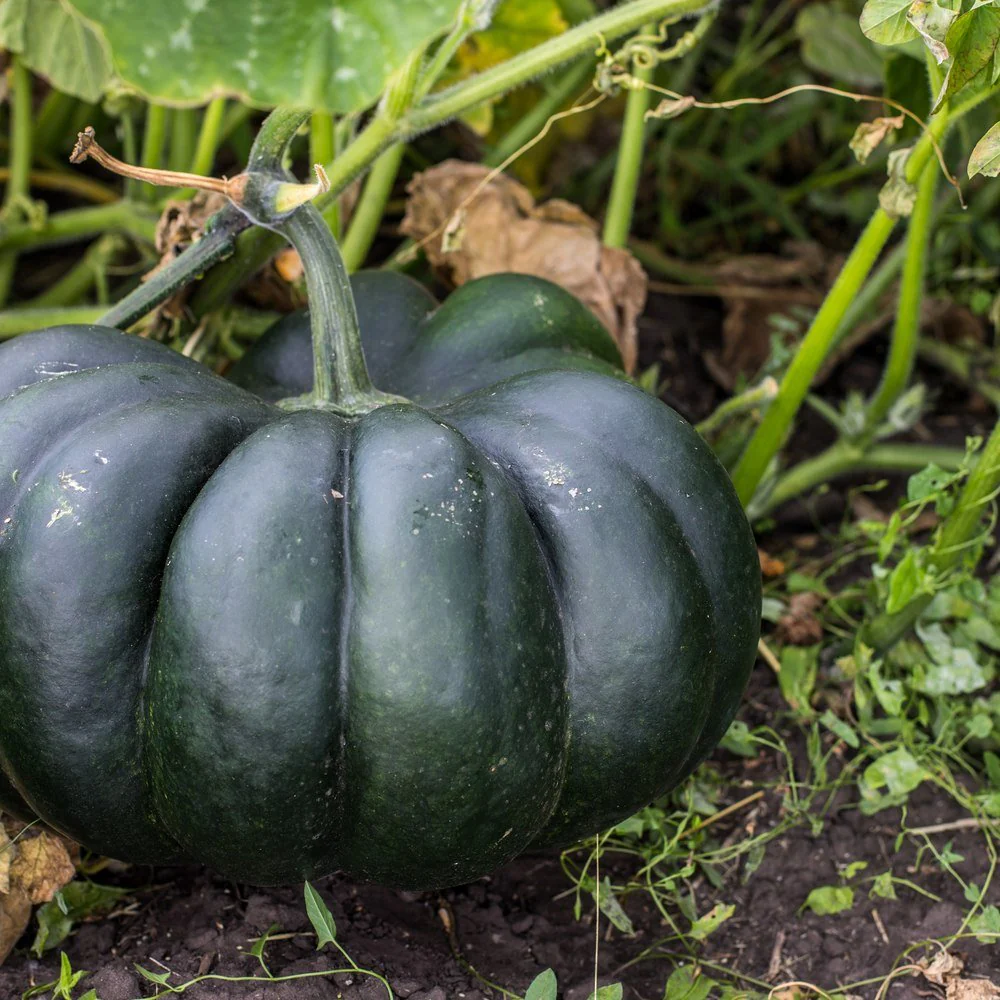 Black Kat Pumpkin Seeds - Image 4