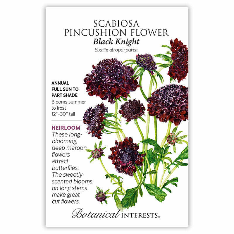 Black Knight Scabiosa Pincushion Flower Seeds - Image 3