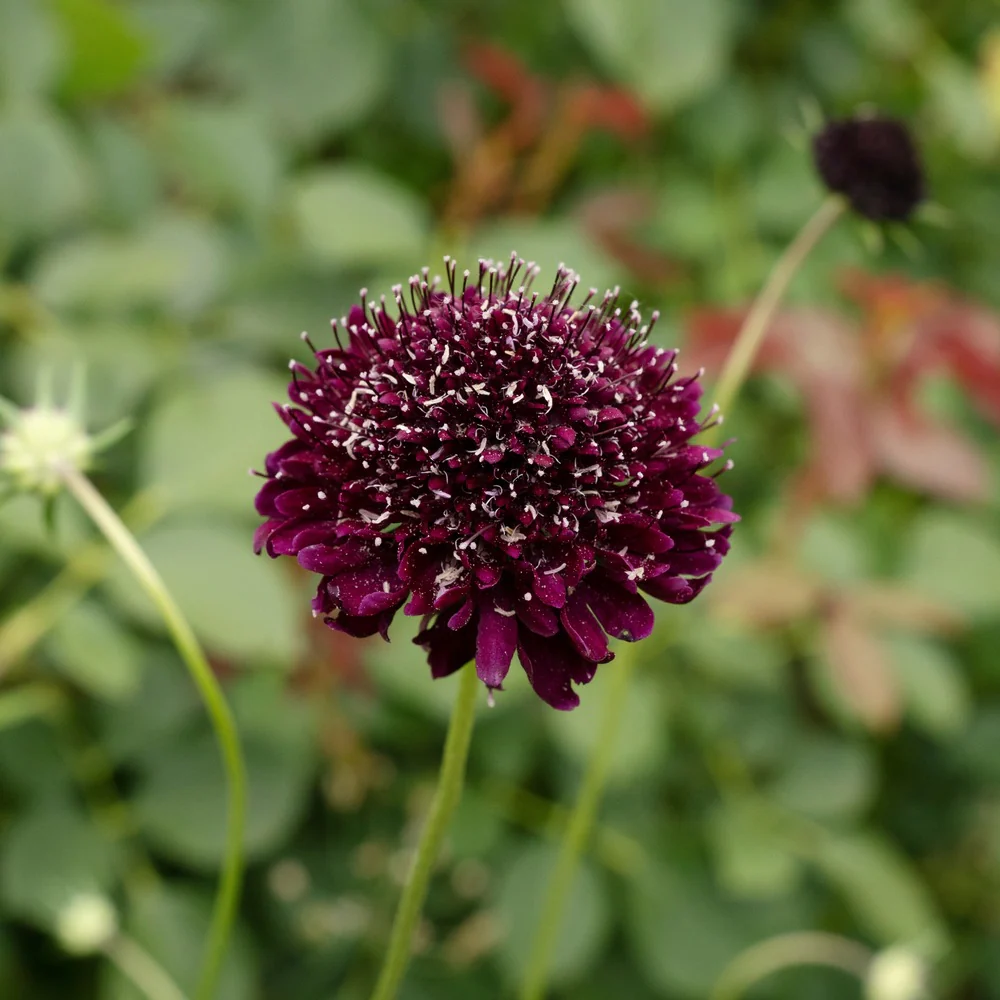 Black Knight Scabiosa Pincushion Flower Seeds - Image 4