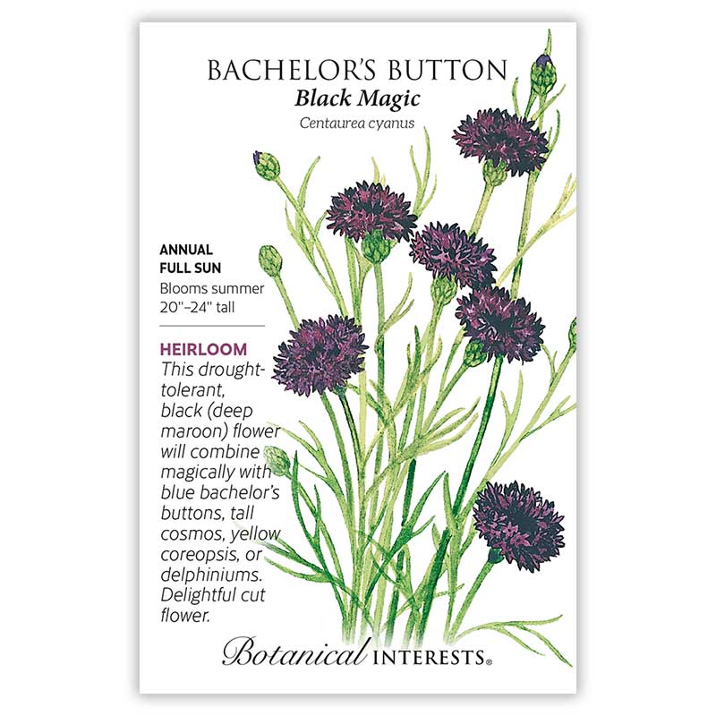 Black Magic Bachelor's Button Seeds - Image 3