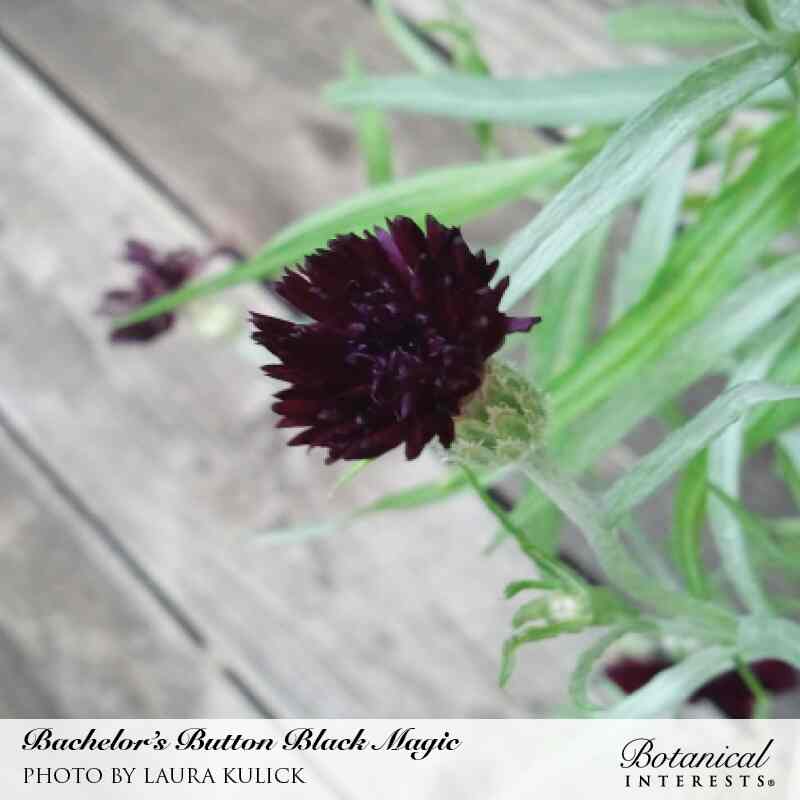 Black Magic Bachelor's Button Seeds - Image 4