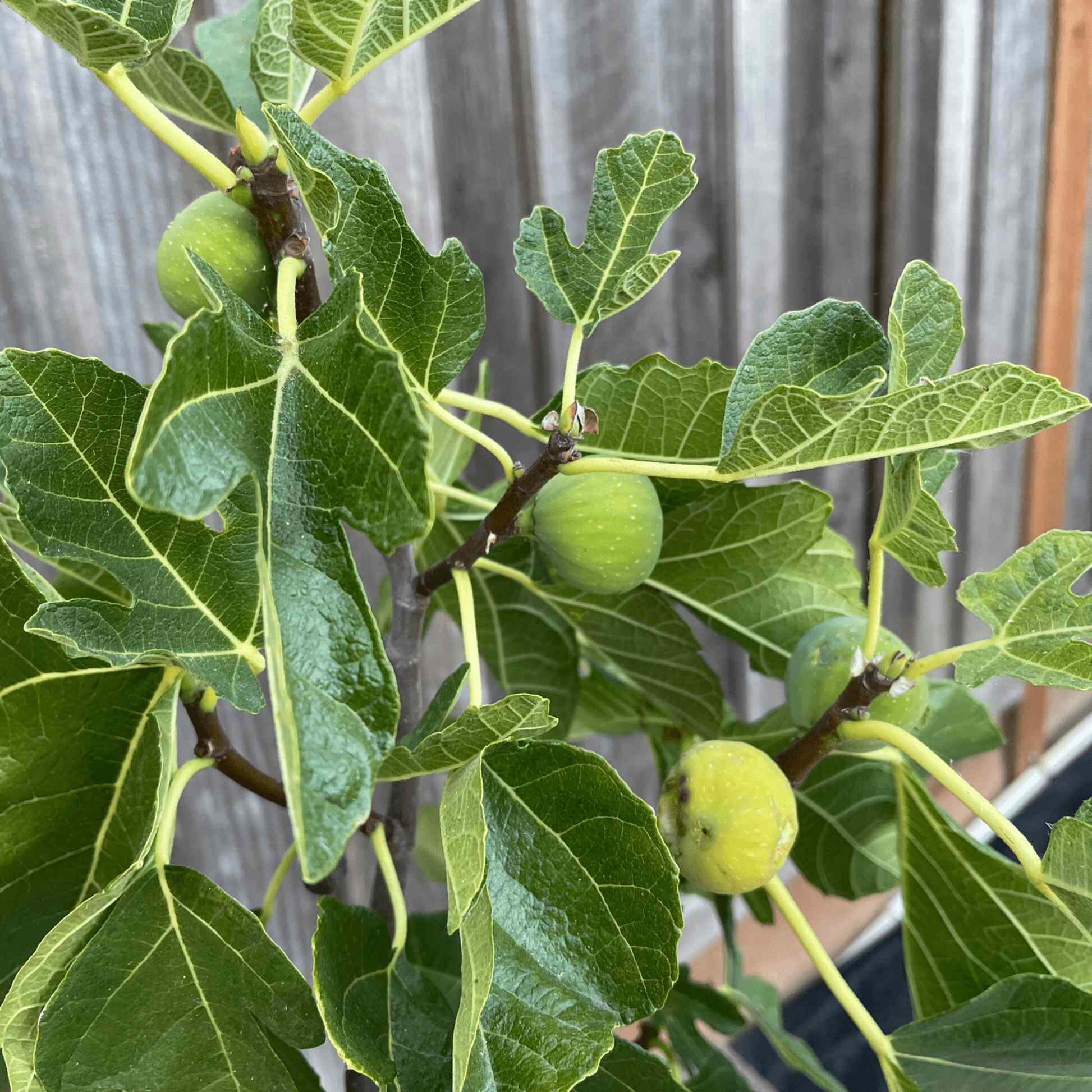 Black Mission Fig - Image 3