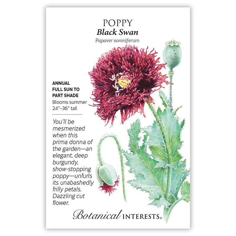 Black Swan Poppy Seeds - Image 3