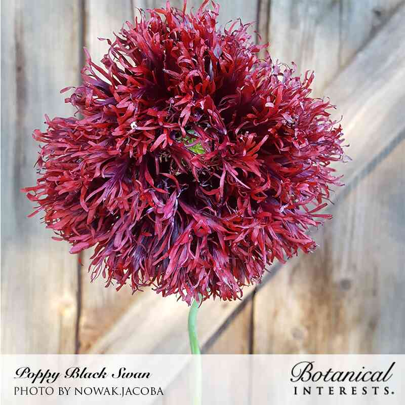 Black Swan Poppy Seeds - Image 4