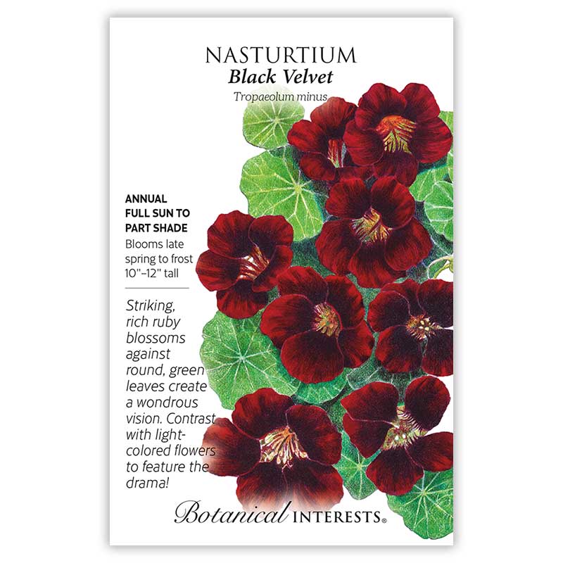 Black Velvet Nasturtium Seeds - Image 3