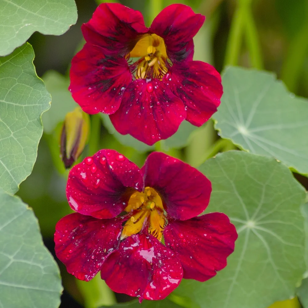 Black Velvet Nasturtium Seeds - Image 4